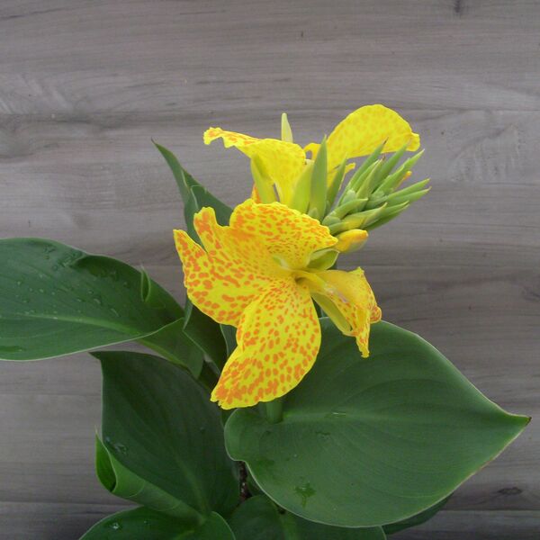 Gold Leopard: 6.5 inch pot