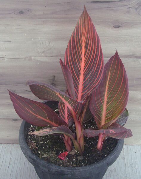 Wyoming: 13 inch pot