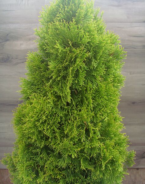 Highlight Janed Gold: 3 Gallon Pot