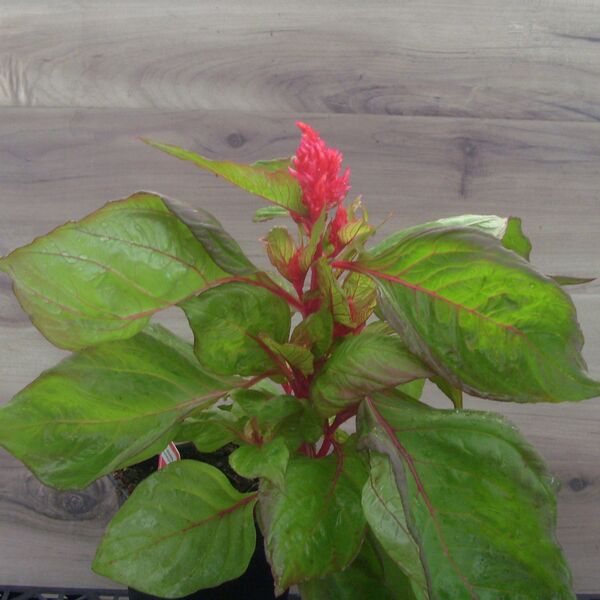 Burning Embers: 3.5 inch pot