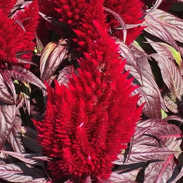 Floriosa Dark Red Leaf: 7.5 inch Pot