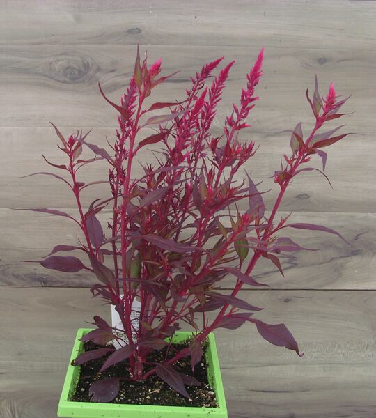 Floriosa Dark Red Leaf: 7.5 inch Pot