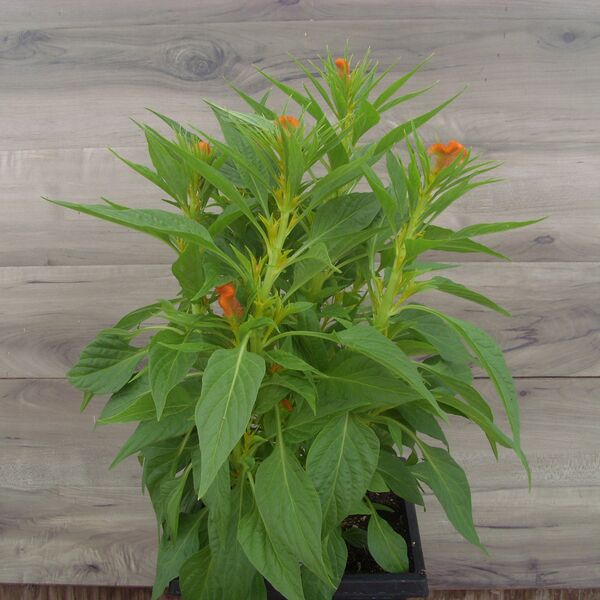 Floriosa Orange: 7.5 inch Pot