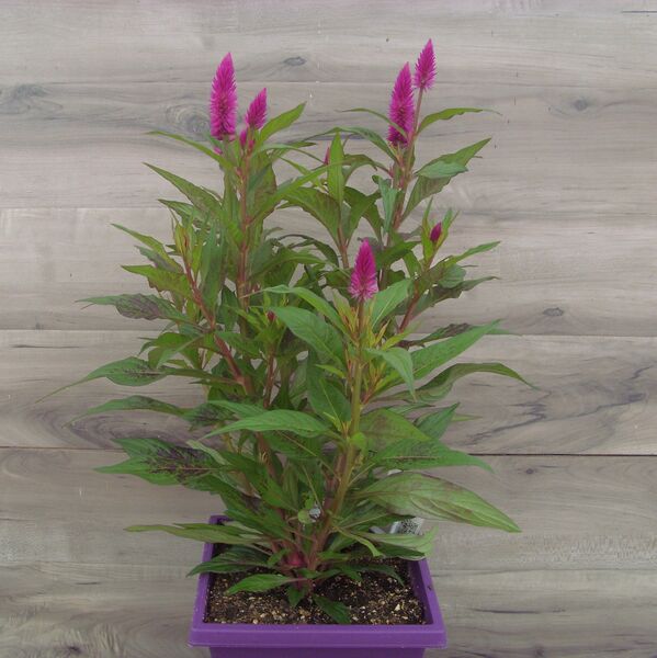 Intenz Purple: 7.5 inch Pot