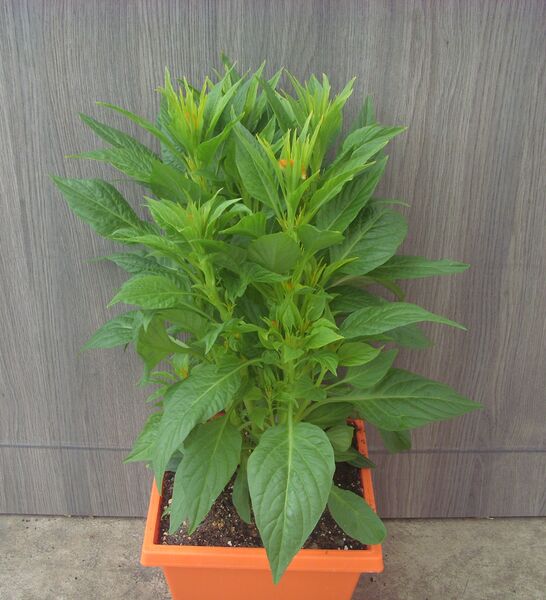 Floriosa Orange: 7.5 inch Pot Floriosa Orange: 7.5 inch Pot