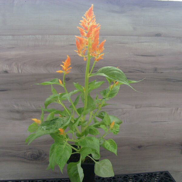Orange: 3.5 inch pot