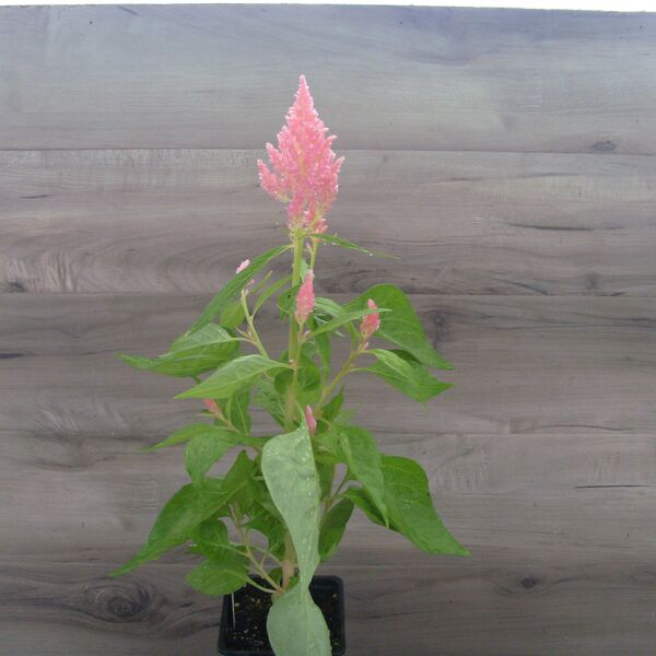 Pink: 3.5 inch pot