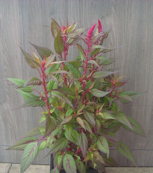 Floriosa Dark Red Leaf: 7.5 inch Pot Floriosa Dark Red Leaf: 7.5 inch Pot