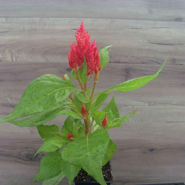 Red: 3.5 inch pot