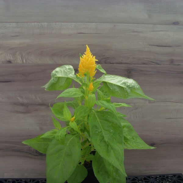 Golden: 3.5 inch pot