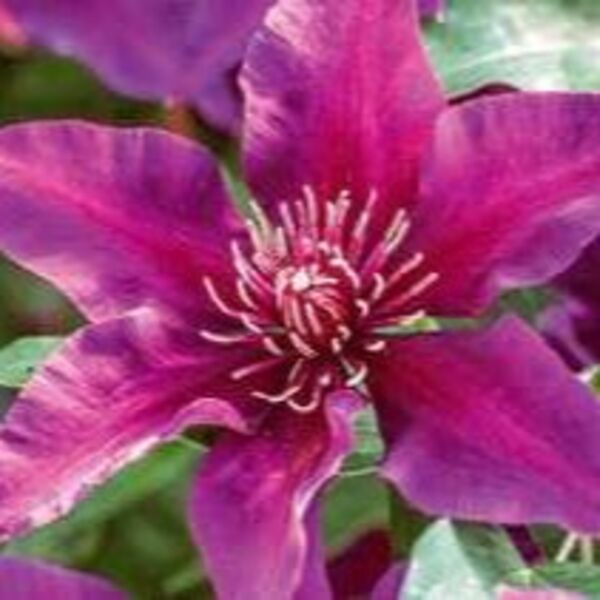 Fleuri: 1 Gallon Pot Fleuri: 1 Gallon Pot
