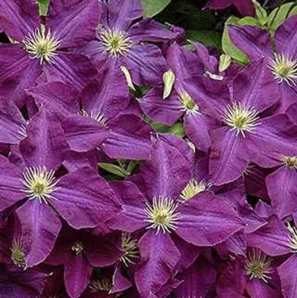 Jackmanii Superba: 1 Gallon Pot