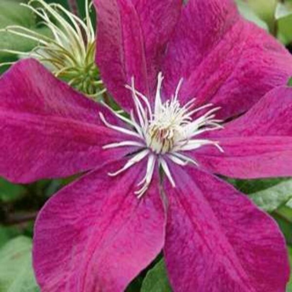 Rouge Cardinal: 1 Gallon Pot Rouge Cardinal: 1 Gallon Pot