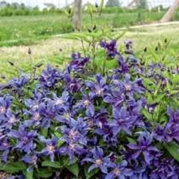 Sapphire Indigo: 1 Gallon Pot