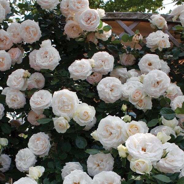 Eden White: 2 Gallon Pot Eden White: 2 Gallon Pot