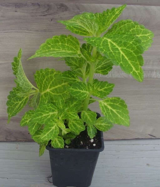 Electric Lime: 3.5 inch pot