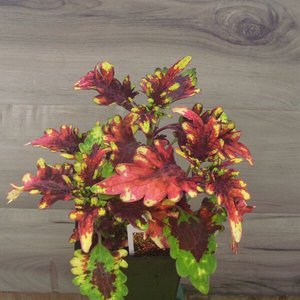 Golden Gate: 3.5 inch pot