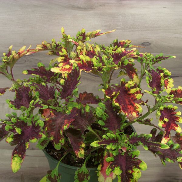Golden Gate: 6.5 inch pot