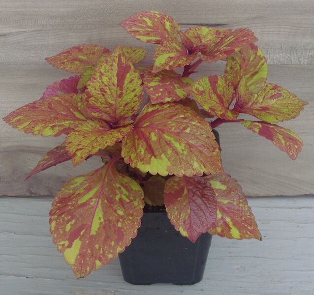 Marble Mania: 3.5 inch pot