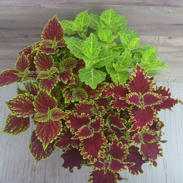 Coleosaurus Mix: 12 inch Planter Coleosaurus Mix: 12 inch Planter