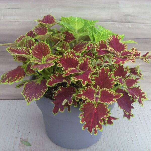 Coleosaurus Mix: 12 inch Planter Coleosaurus Mix: 12 inch Planter