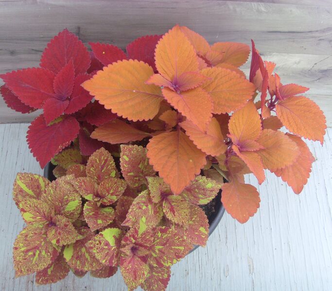 Ruby Slippers Mix: 12 inch Planter Ruby Slippers Mix: 12 inch Planter