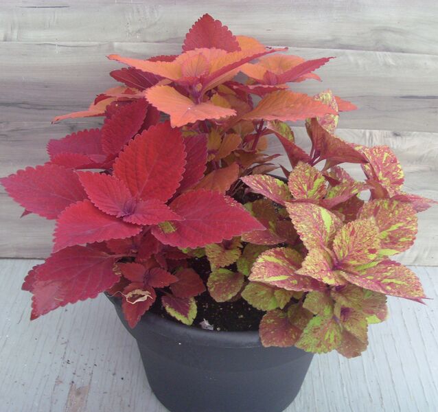 Ruby Slippers Mix: 12 inch Planter Ruby Slippers Mix: 12 inch Planter