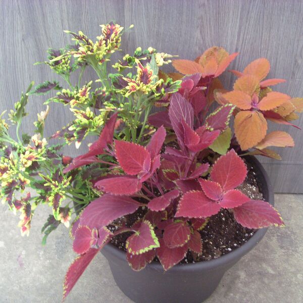 Ruby Slippers Mix #1: 12 inch Planter