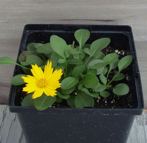 Nana: 5.5 inch pot Nana: 5.5 inch pot
