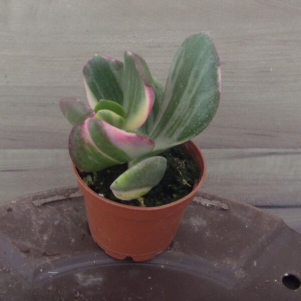 Ovata Variegata: 2 inch pot