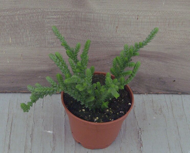 Princess Pine: 2 inch pot