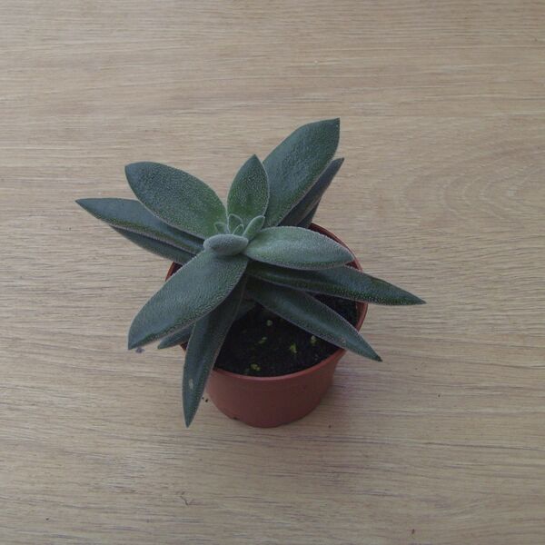 Tenelli Bling: 2 inch pot