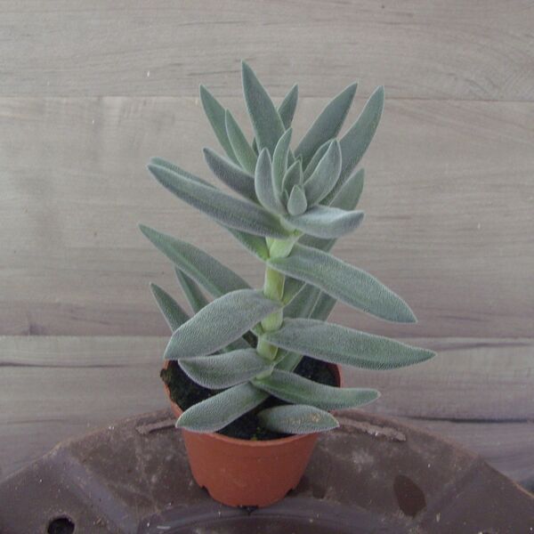 Tenelli Bling: 2 inch pot
