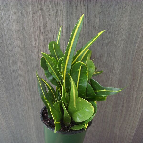 Banana: 3.5 inch pot