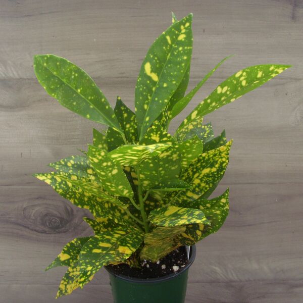 Golddust: 3.5 inch pot