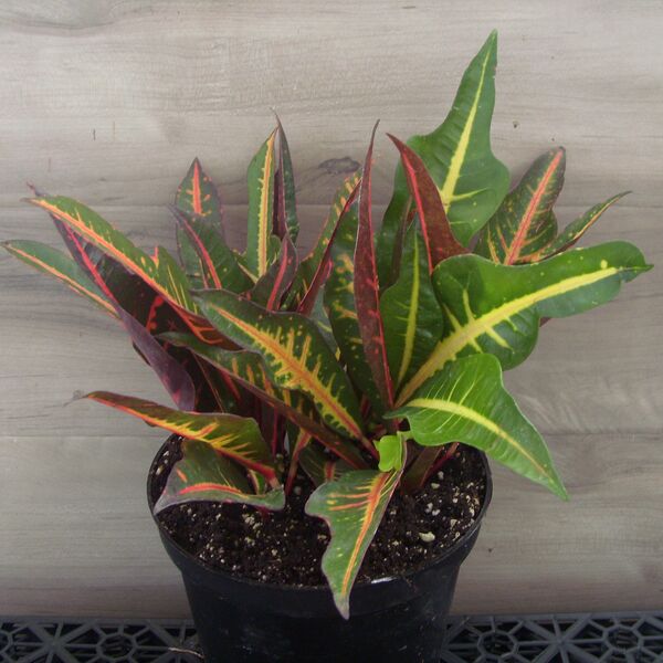 Petra: 5 inch Pot