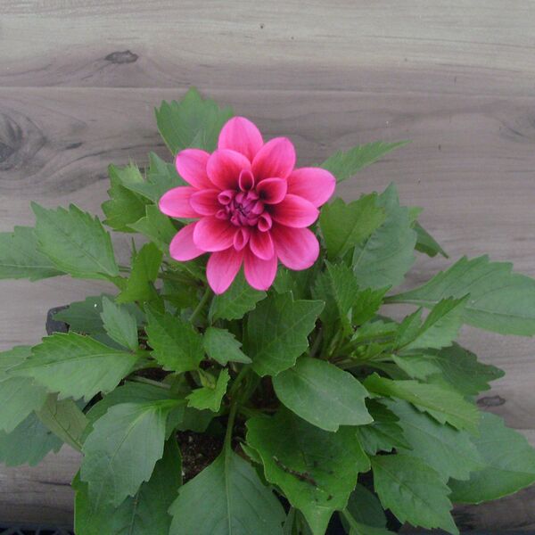 Cranberry: 8 inch pot