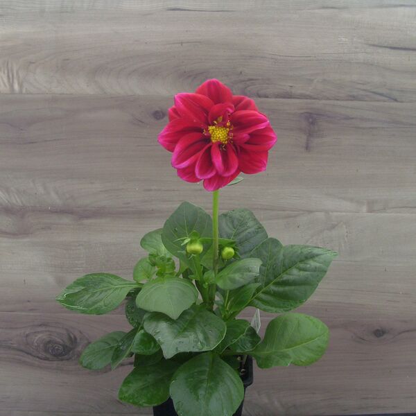 Crimson Picottee: 3.5 inch pot