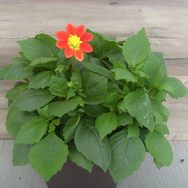 Fireburst: 12 inch Planter
