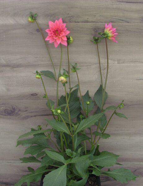 Passion Fruit: 8 inch pot