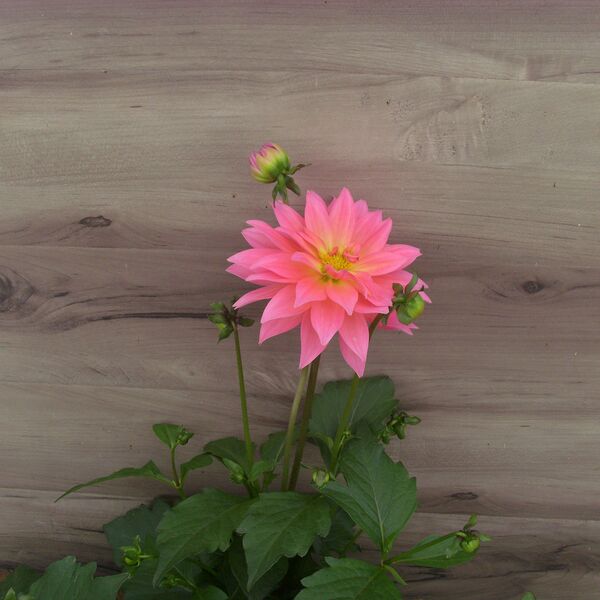 Passionfruit: 12 inch Planter