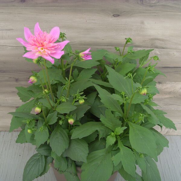 Pink Burst: 12 inch Planter