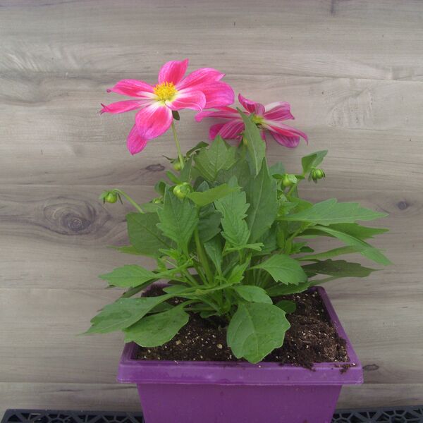 Summer Bees Purple Bicolor: 8 inch Pot