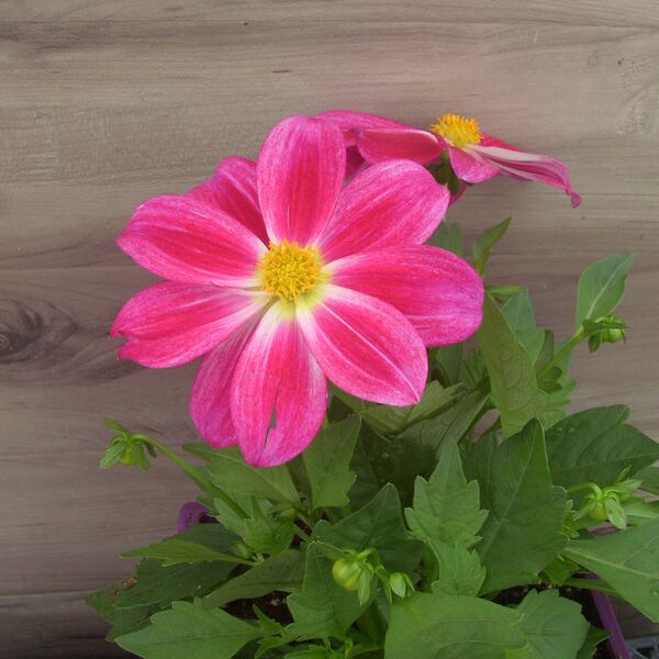 Summer Bees Purple Bicolor: 8 inch Pot