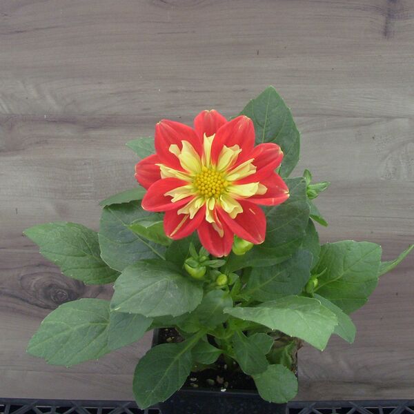 Scarlet & Yellow: 3.5 inch pot