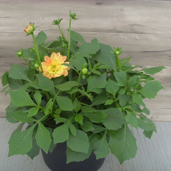 Tequila Sunrise: 12 inch Planter