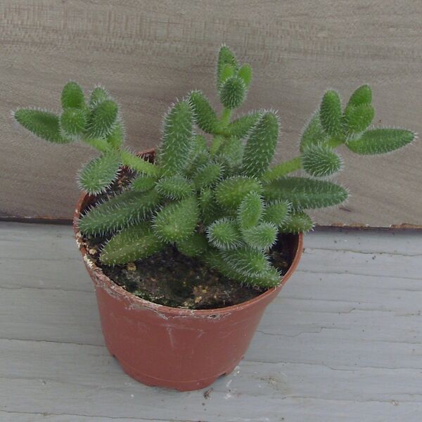Gherkin: 2 inch pot Gherkin: 2 inch pot