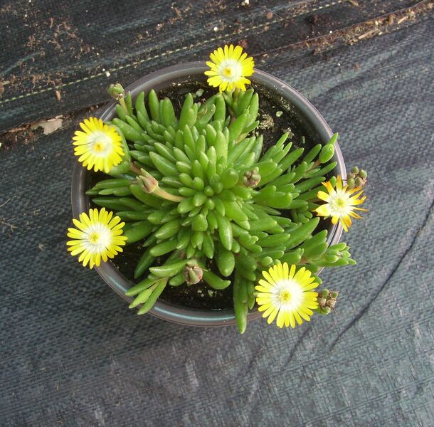 Jewel of the Desert Peridot (Yellow): 4.5 inch (quart) Jewel of the Desert Peridot (Yellow): 4.5 inch (quart)