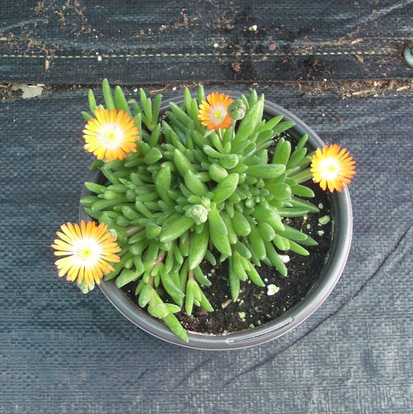 Jewel of the Desert Topaz (Orange): 4.5 inch (quart) Jewel of the Desert Topaz (Orange): 4.5 inch (quart)