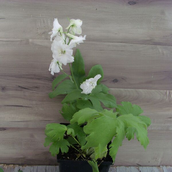 Pure White: 5.5 inch pot Pure White: 5.5 inch pot